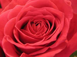 miniature rose 1 Great Rose Image