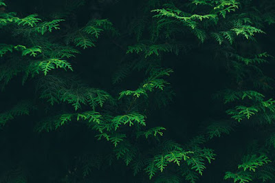 Green aesthetic wallpapers hd