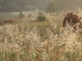 sunlight on field