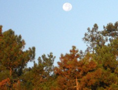 moonshot