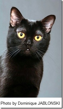 bombay-cat-1