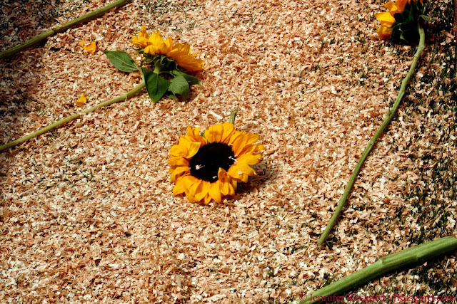 sunflower carnage