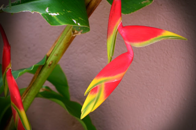 Pendant heliconia