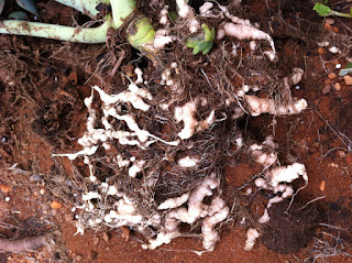 White Root Rot in Fruit Seedlings