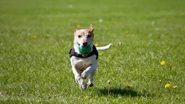 The Honest Truth About Farmer's Dog Food: Is it Right for ALL Dogs?