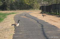 Geese