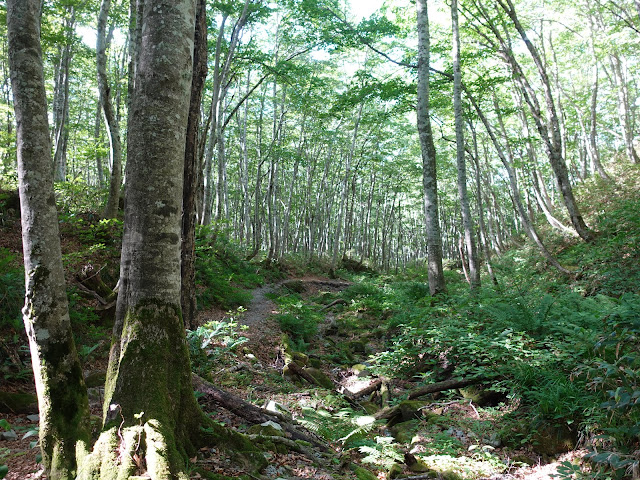 烏ヶ山登山道