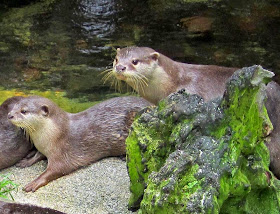 Asian Otters