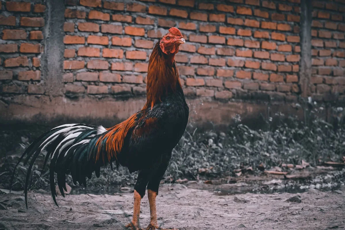 cara ternak ayam jawa