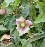 hellebore flower