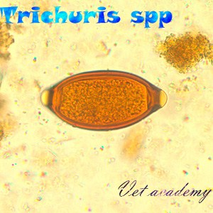 Trichuris spp