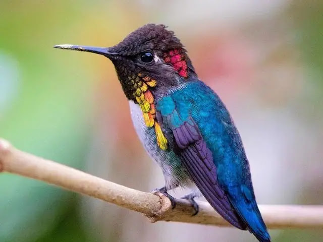 Top 11 smallest birds in the world