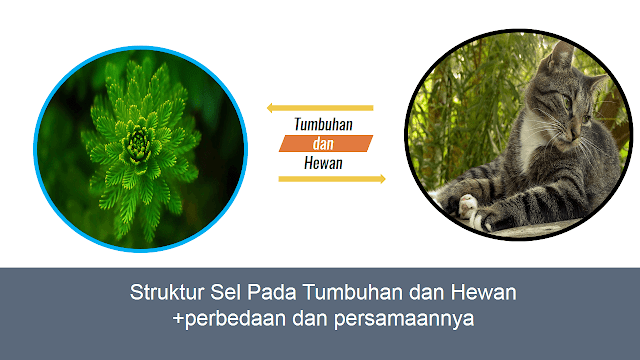 Perbedaan dan Persamaan Sel Tumbuhan dan Sel Hewan