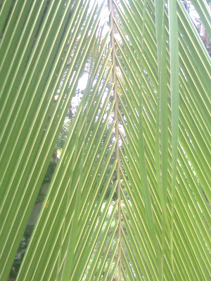 coconut leaves