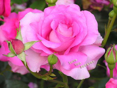 lovely pinky pink rose wallpaper