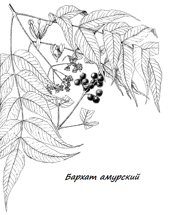 Бархат амурский (Phellodendron amurense)