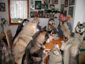 funny animal pictures, husky party