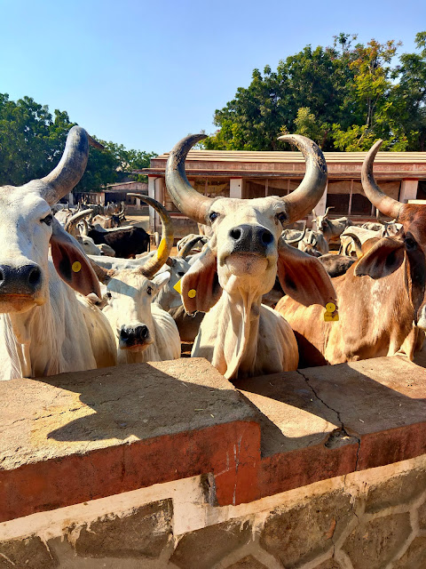 Pawapuri Tirth Sirohi