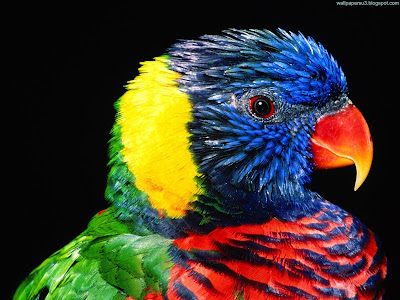 Bird Normal Resolution Wallpaper 25