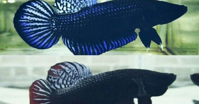 Standar Dan Ciri Ciri Ikan Cupang Aduan Yang Bagus Hobinatang
