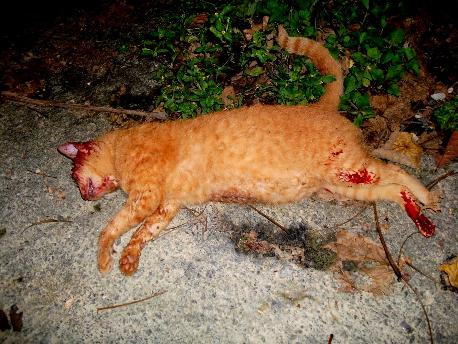 KittyMitty Kucing Tuan Kurus Mati Dibelit Ular Sawa