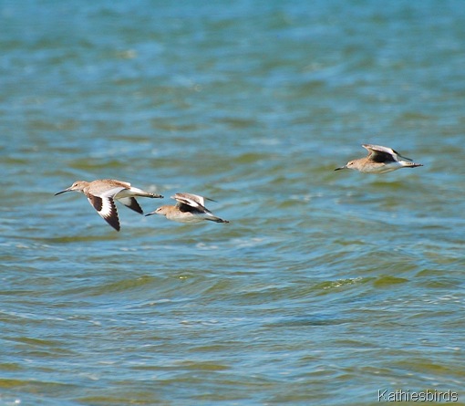 3. willets-kab