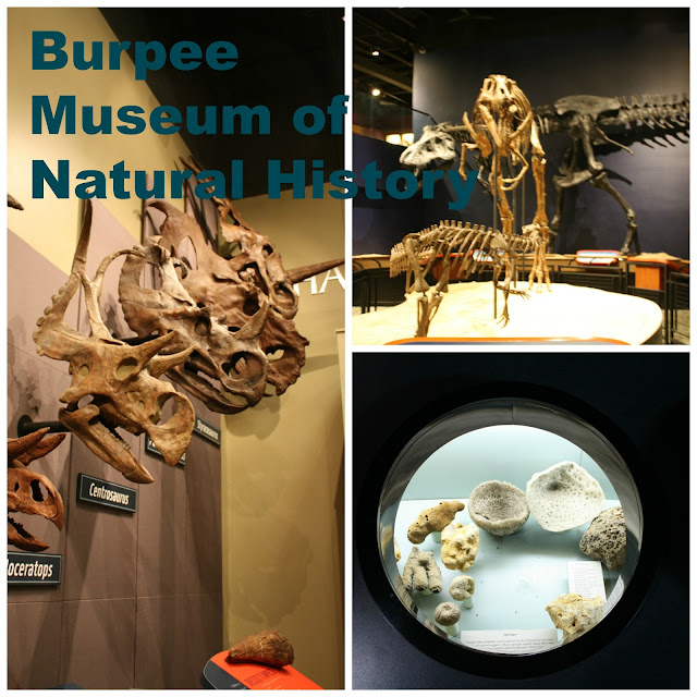 Burpee Museum of Natural History in Rockford, IL