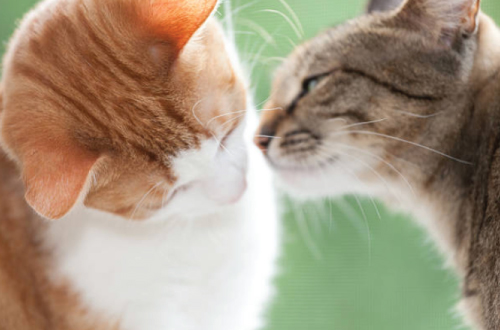 two cats sniffing noses