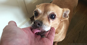 nutty old chihuahua licking a hand