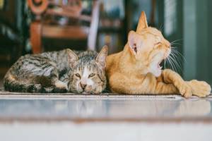 Berapa Lamakah Kucing Bisa Akur Dengan Kucing Lain