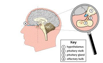 LOCATION OF PITUITARY GLAND