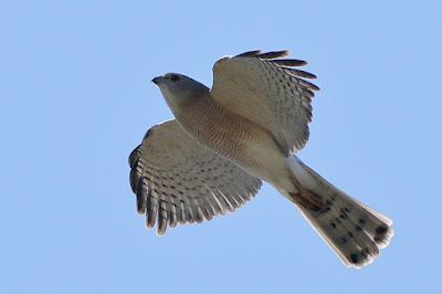 "Shikra -resident, flying through the air."