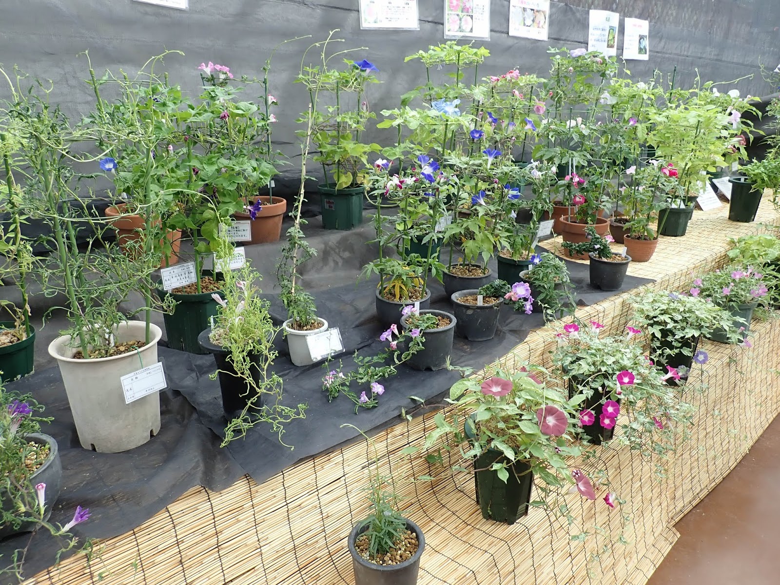 広島市植物公園ブログ これが朝顔 実は伝統園芸植物 変化朝顔展 8 24 9 1