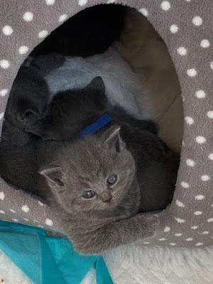 Cats and kittens for sale,kittens in kuwat,kittens for sale in kuwait,cats in kuwait,breeders in kuwait,3  kittens for sale in kuwait kittens for sale in kuwait,british shorthair kittens in kuwait,british shorthair kittens,british shorthair kittens near me
