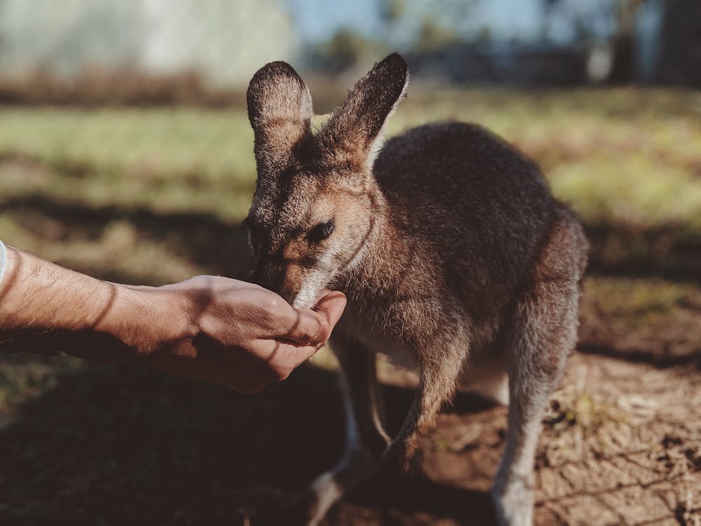 A man hand-feeding a pet Wallaby