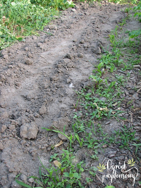 projekt warzywnik, ogród przydomowy