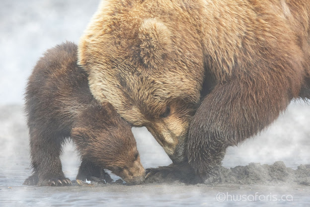 Alaskan Coastal Brown Bears Clamming