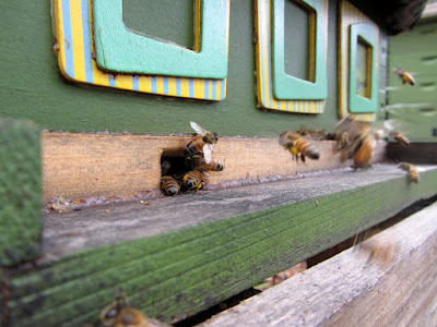 bee, bee cozy, beekeeping, collecting water, foraging, mahonia, parasitic fly, pollen, red maple, watering bees, winter, 