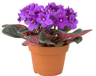 bunga-violet