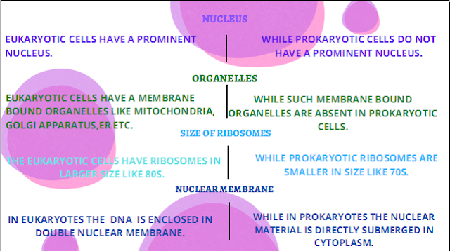 prokaryotes vs eukaryotes