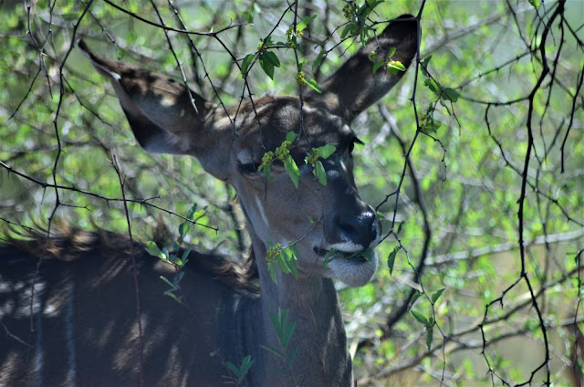 Greater Kudu at Pilanesberg National Park, South Africa