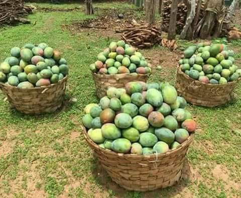 منتجات جبل مره صور جميلة من منطقة جبل مرة غرب السودان