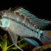 Ficha Apistogramma Cruzi