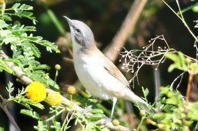 "Lesser Whitethroat - Sylvia curruca, winter visitor searching for grub on babool tree."