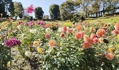 町田ダリア園