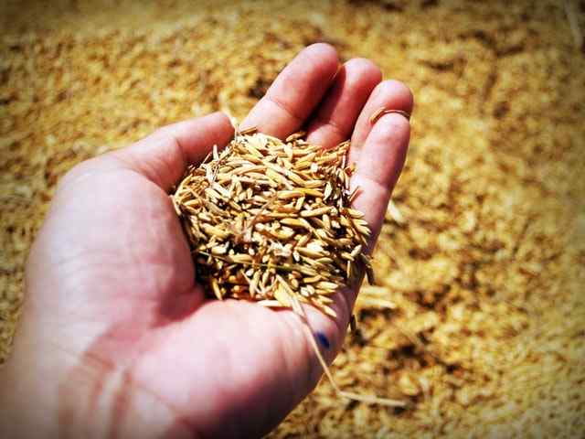 Bini rice