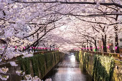 Tempat Wisata di Jepang yang Paling Pas untuk Melihat Bunga Sakura