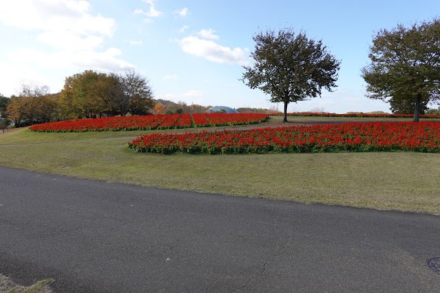 鳥取県西伯郡南部町鶴田 とっとり花回廊 花の丘