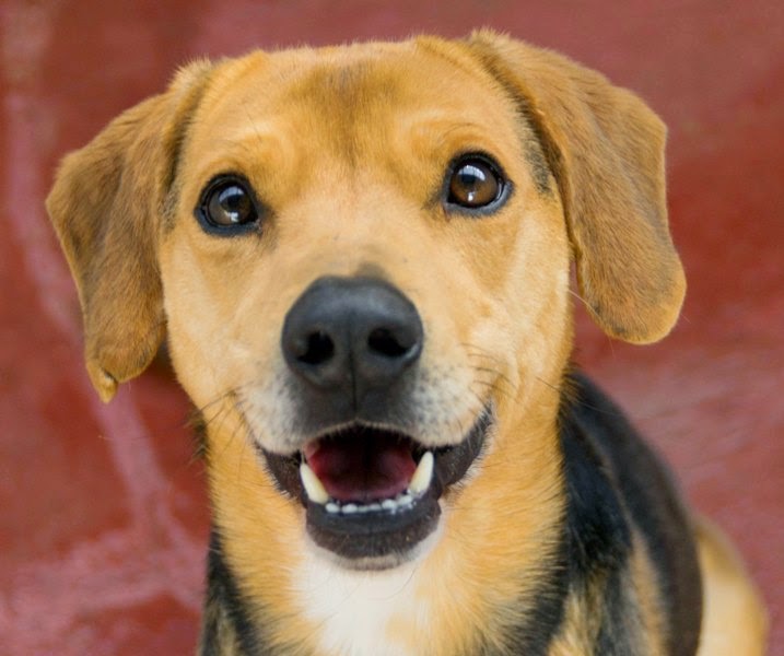 foto razze di cani taglia media - Cani di razza tutte le razze canine pag 1
