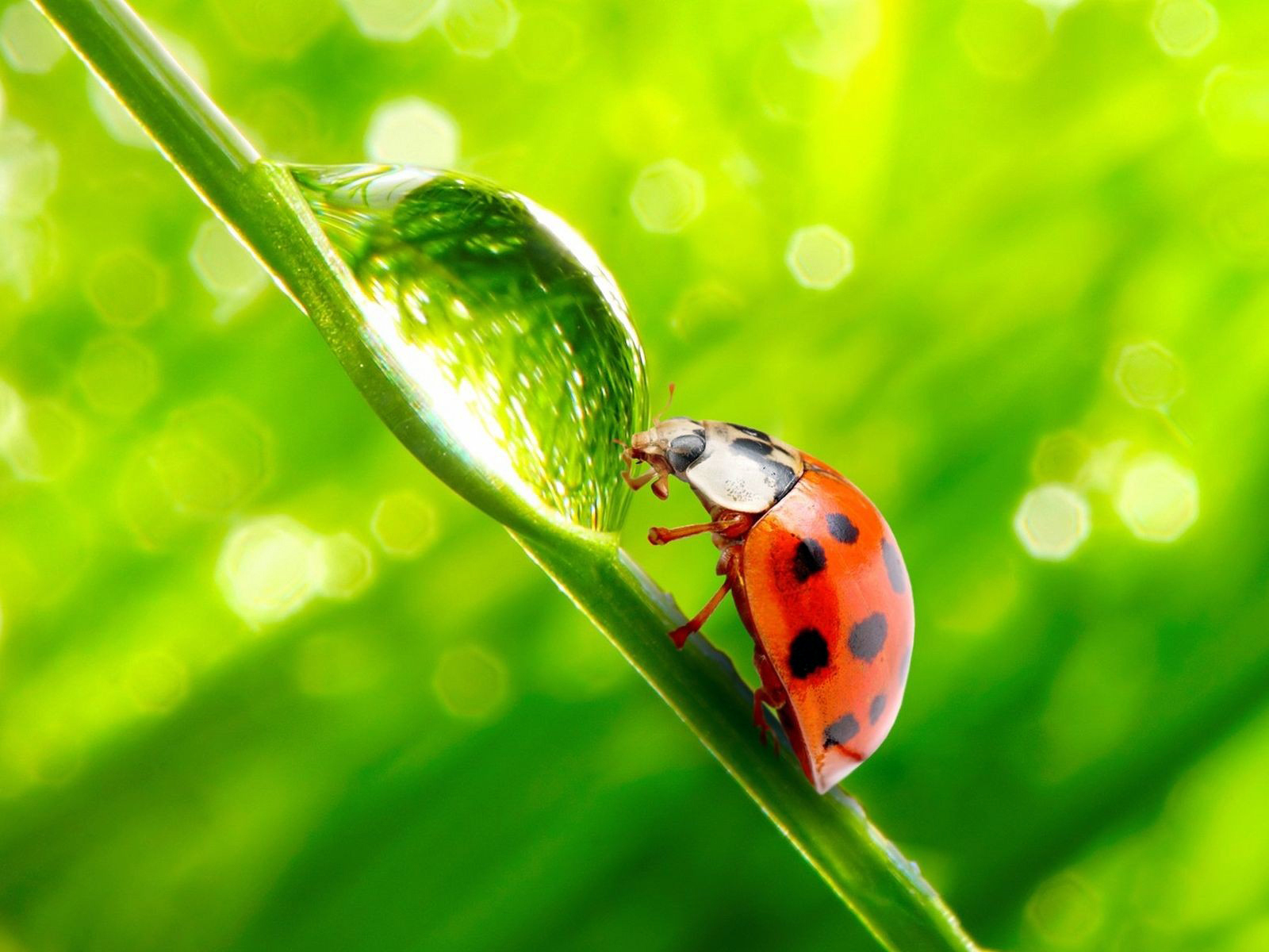 Ladybug On Leaf Green Blurred Lights Hd Wallpaper Hd HD Wallpapers Download Free Map Images Wallpaper [wallpaper684.blogspot.com]